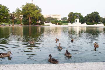 Ducks