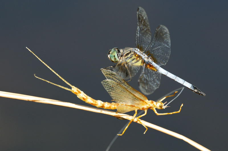 macro photo of a dragonfly attacking my mayfly