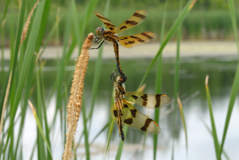 pair of Halloween Pennant dragonflies mating