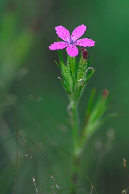 Deptford Pink wildflower