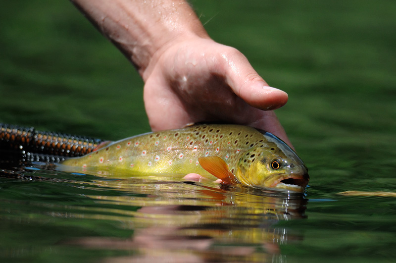 Beautiful brown trout being released