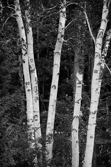Birch Trees in black and white