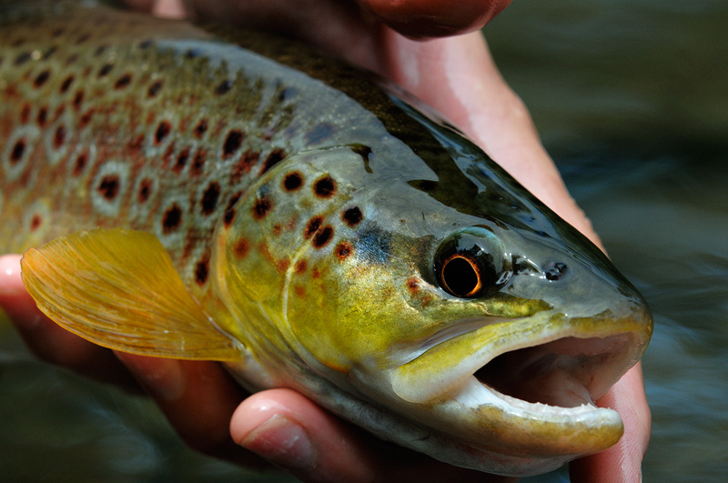 macro close up photo of a beautiful wild brown trout