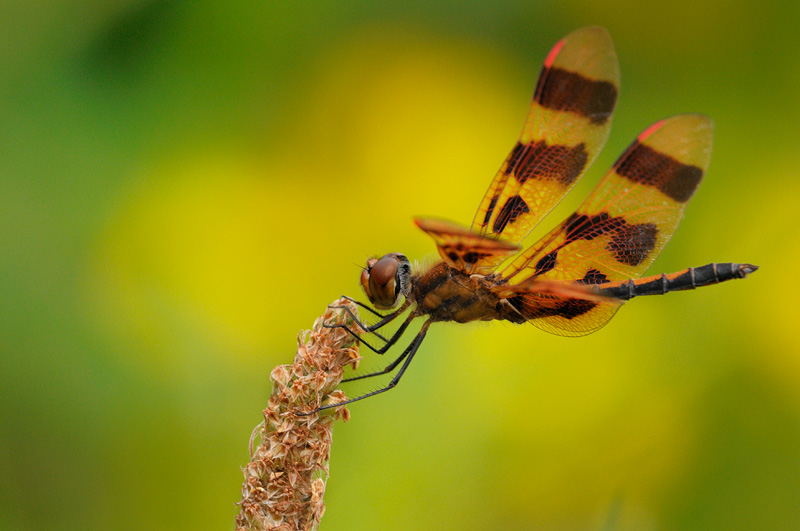 Halloween Pennant dragonfly