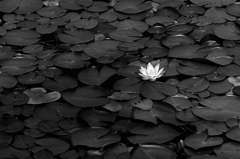 Lily Pads black and white photo