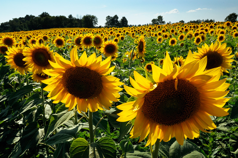 Sunflower Field Rome New York