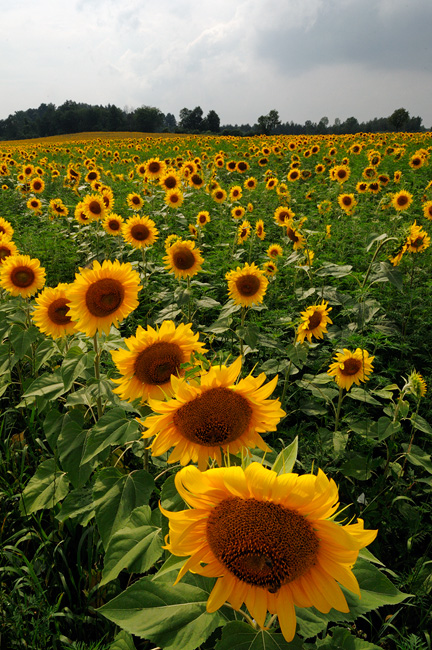 field of sunflowers near Rome New York