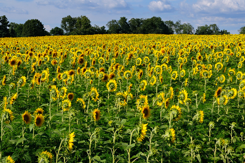 field of sunflowers audience to the sun