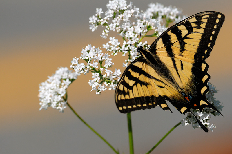Beautiful Swallowtail butterfly