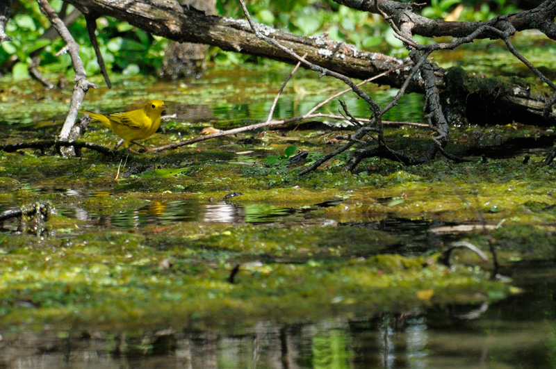 Yellow Warbler catching insects