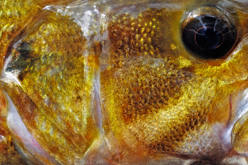 close up shot of a smallmouth bass