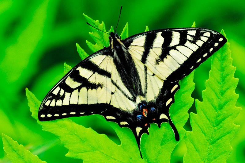 Beautiful Tiger Swallowtail butterfly