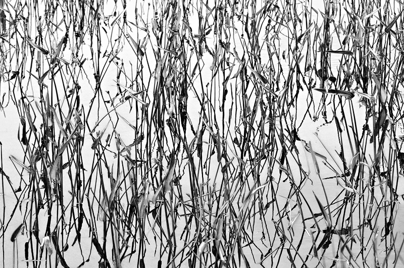 Black & White water vegitation and reflections