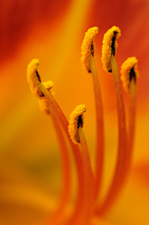 Liliaceae orange Daylily wildflower