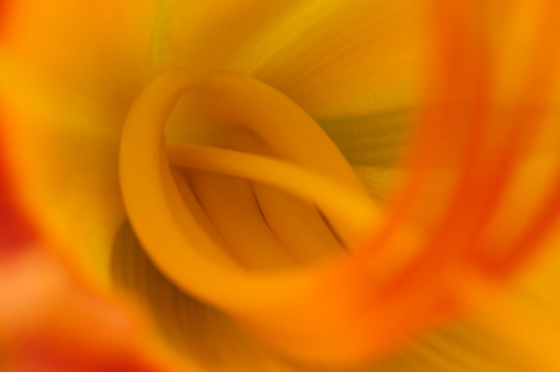 Day Lily Macro