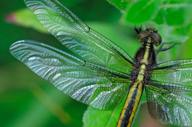 Close up view of a beautiful dragonfly