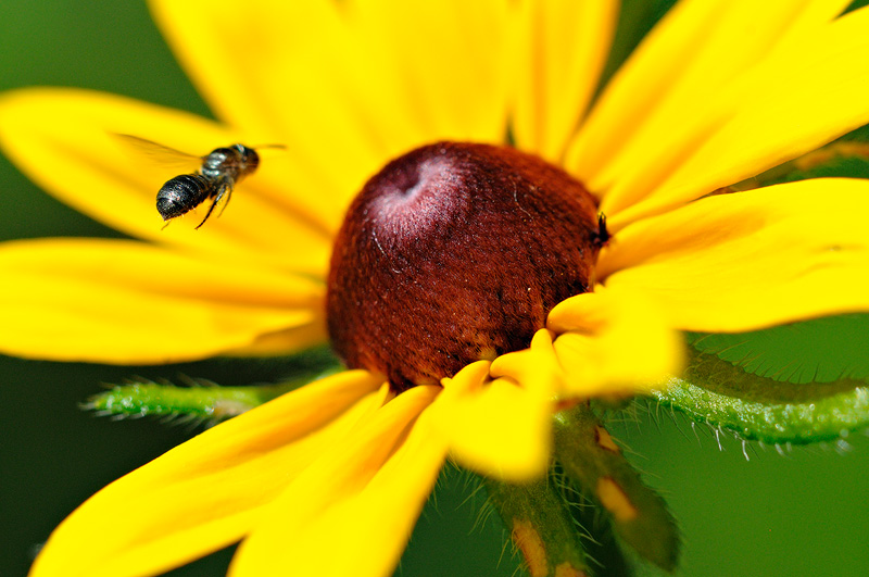 Bee flying into a yellow flower