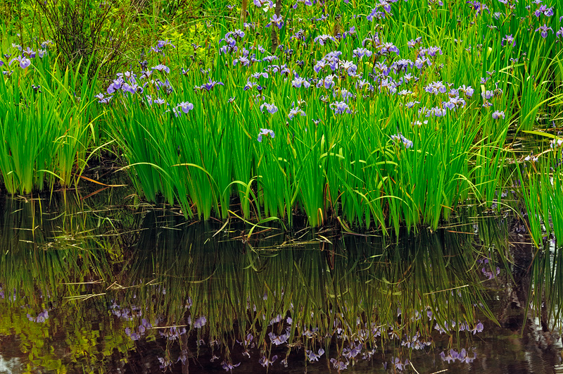Wild purple iris swamp relection