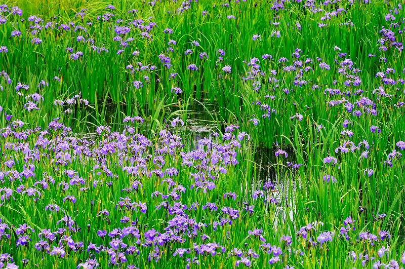 A swamp full of wild Iris versicolor 