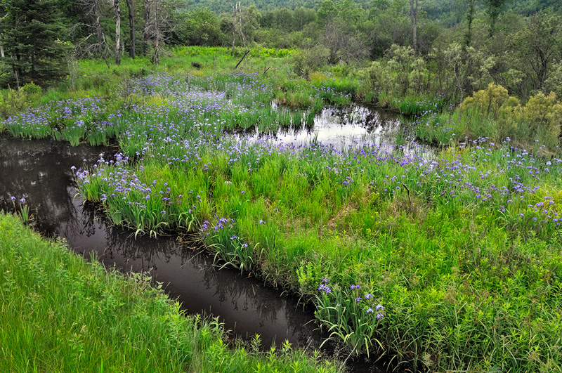 Purple Iris growing wild in a swamp near Plattsburg New York