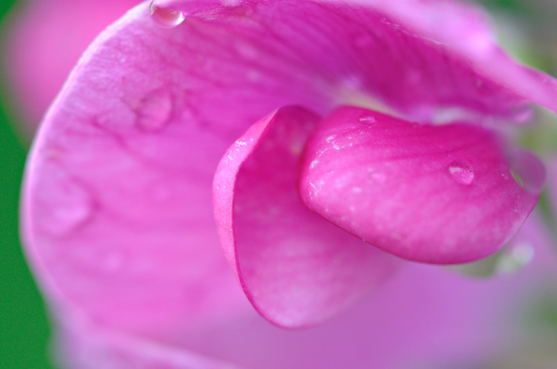 Lathyrus latifolia - Pink Sweet Pea Wildflowers