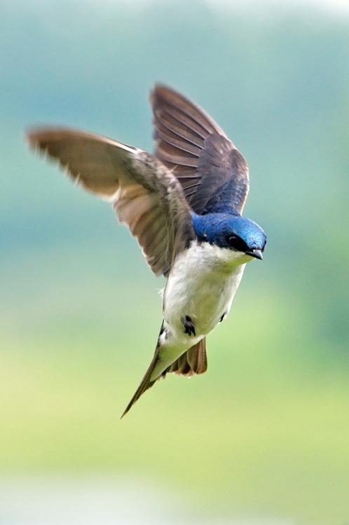 Tree Swallow - Notiochelidon cyanoleuca Swallow in flight
