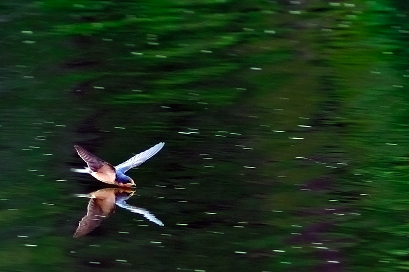Swallow reflection on Oak Orchard River New York