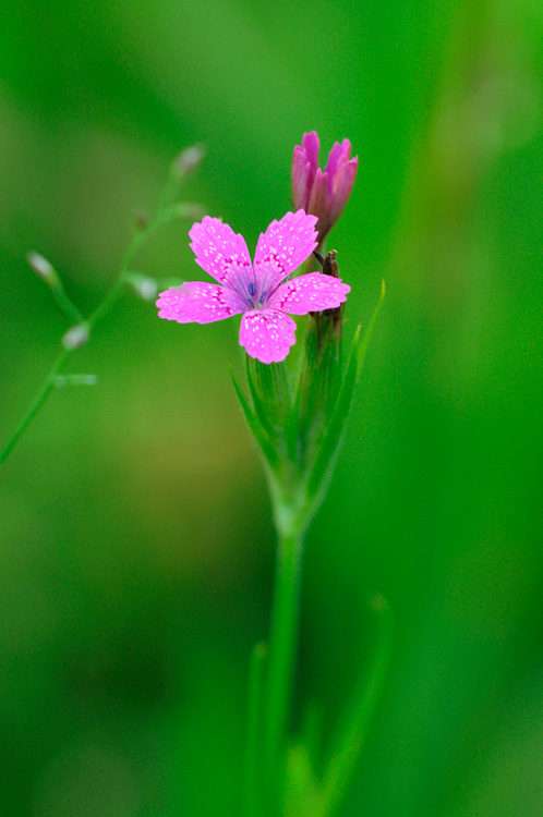 pretty pink wildflower