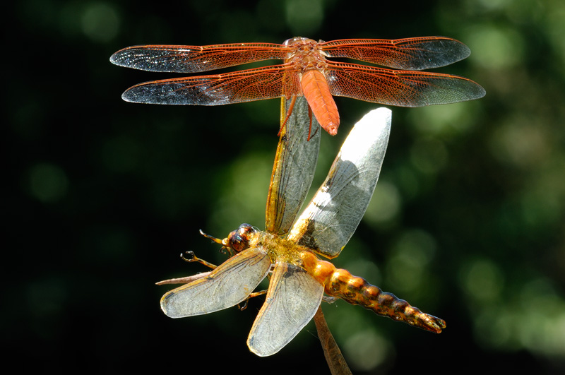 Orange dragonfly biting the wings of the realistic fly