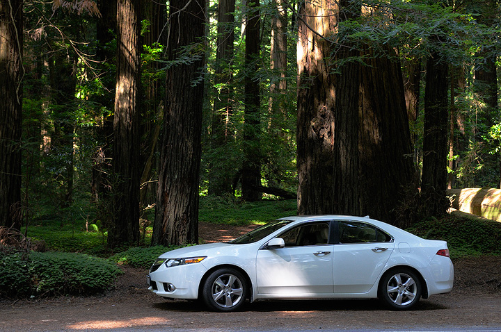 Acura TSX in the Redwood Forest