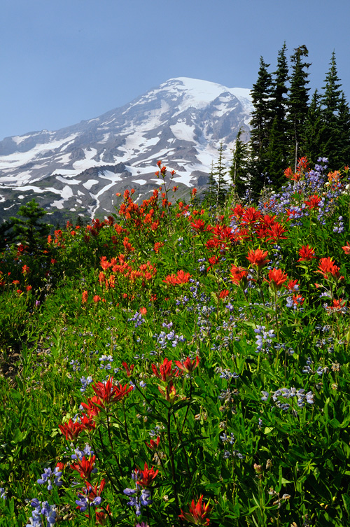 Snow Capped Mount Rainier surrounded with beautiful summer wildflowers