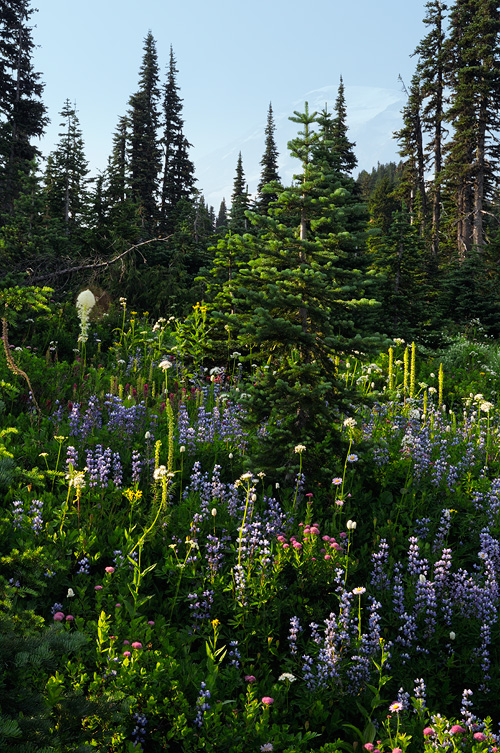 Mixed variety of Mt Rainier summer wildflowers