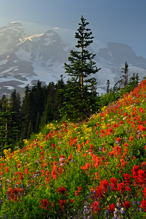Mount Rainier wildflowers in full bloom
