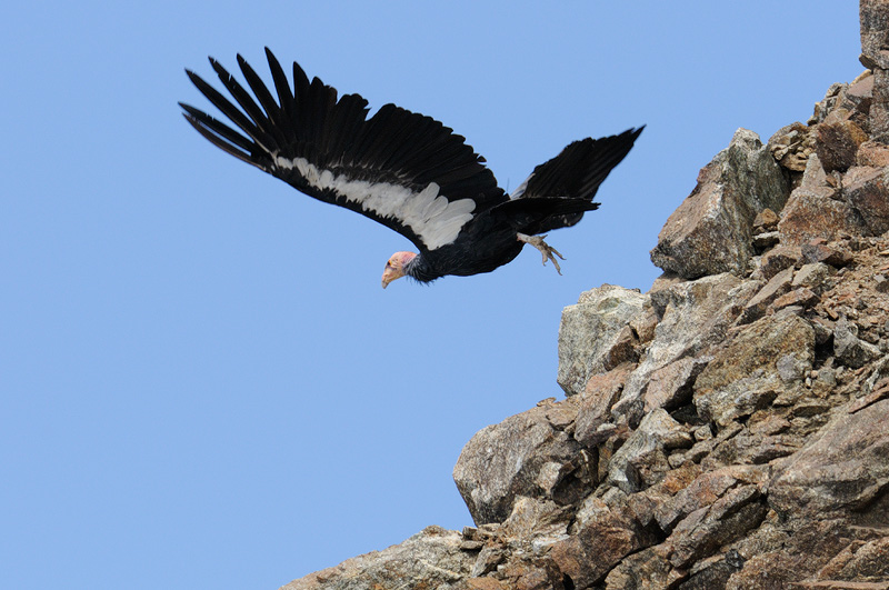 California condor takeoff Big Sur California