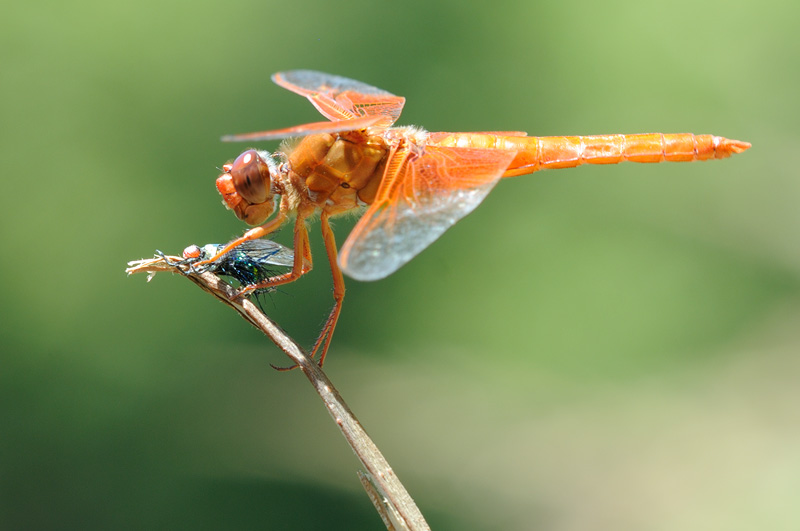 Macro photo of an orange dragonfly holding a house fly