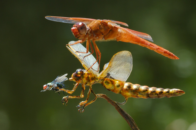 When attacking insects, dragonflies begin by trying to tear and disable the wings of their prey