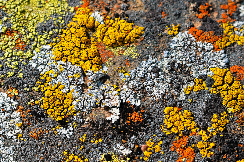 colorful California lichens
