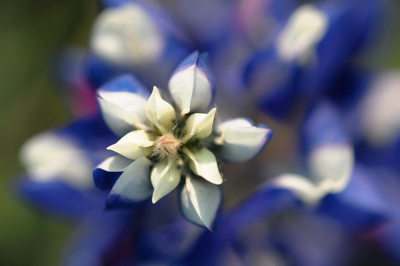 macro photograph of a lupine tip