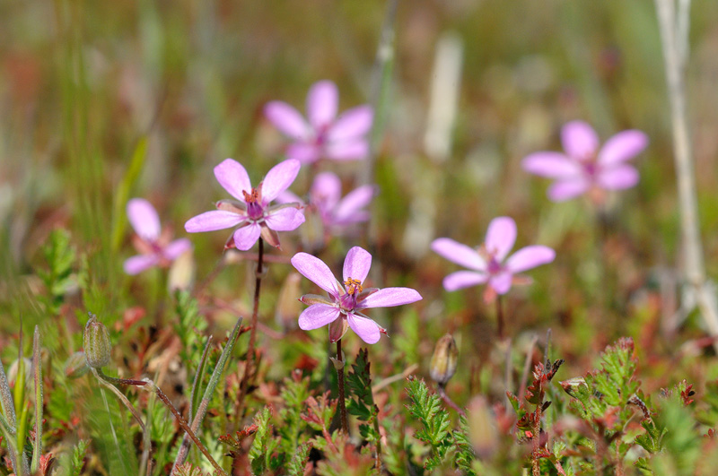 Thank you Spencer Westbrook for informing helping me to identify these beautiful little Storksbill, erodium flowers