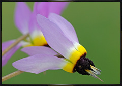 Shooting Star wildflower close up photography