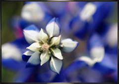Purple and blue lupine tip macro close up photo