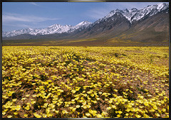 Sierra desert dandelion wildflowers