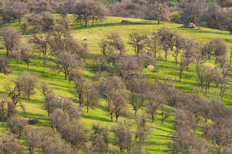 bare spring California Oak trees