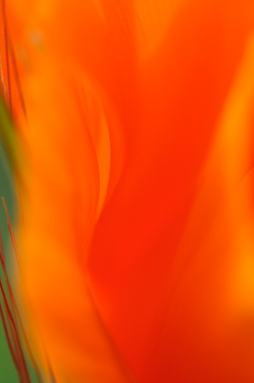 another close up shot of a poppy and grass