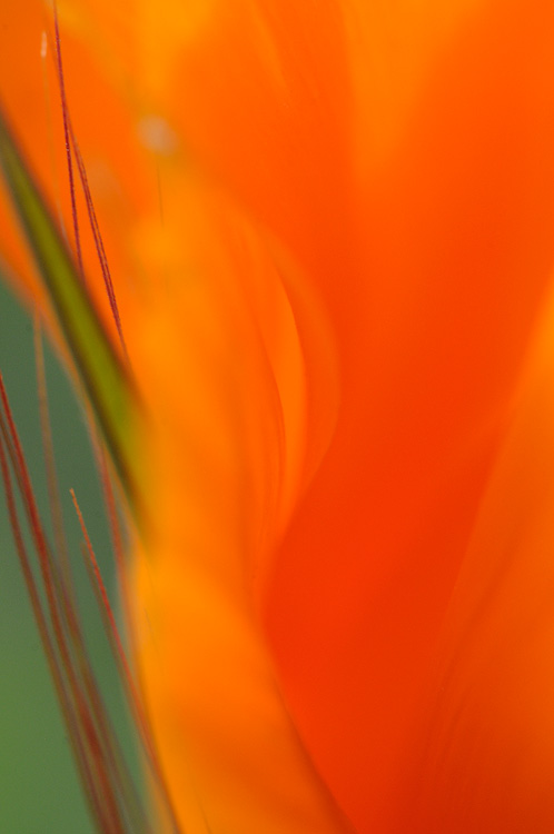 Close up artistic photography of a poppy and grass 