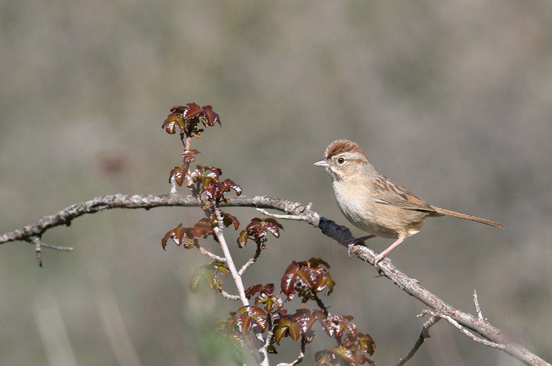 Rufous-crowned Sparrow singing happy songs