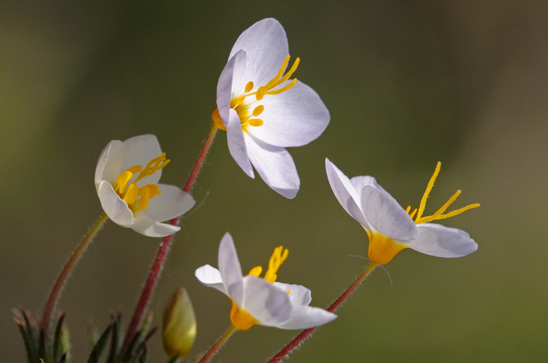 macro shot of small white wildflowers - Linanthus