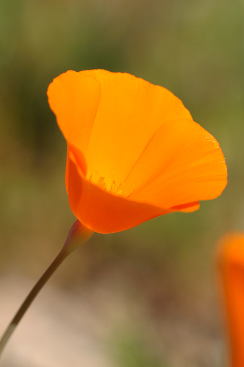 A beautiful California orange poppy