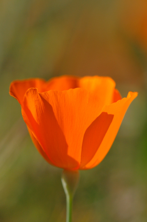 California poppy with nice color and texture