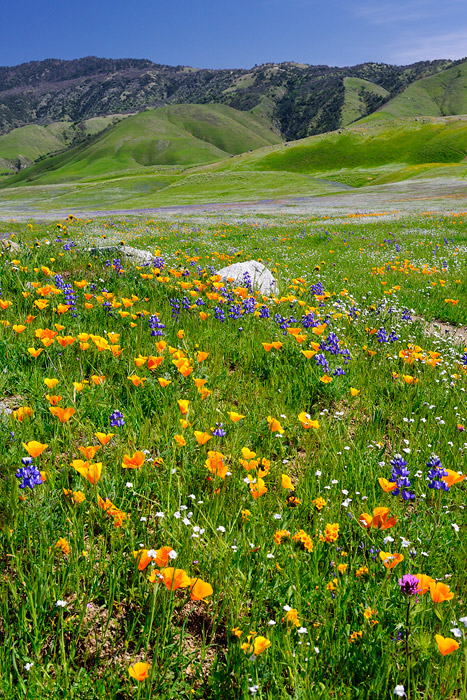 California Poppies and Lupine spring wildflowers